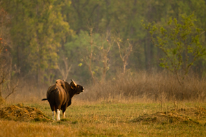 gaur
